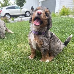 Helen - Merle female Bernedoodle puppy in Castle Rock, Colorado from South Denver Bernedoodles