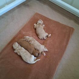 Cockapoo puppies from Robbin's Treasures