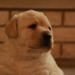 Labrador Retriever Puppies from Kyla Flora