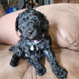 Female Black "Silk" - Black Poodle puppy in Blue Eye, Missouri from Blue Eye Hills