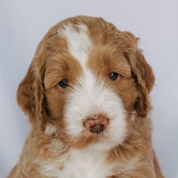 Goldendoodle Puppies from Lover Dover Doodles