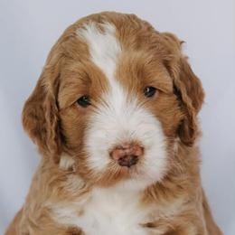 Goldendoodle Puppies from Lover Dover Doodles