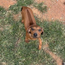 Chrissy - Rd whtn blk nose female Rhodesian Ridgeback puppy in Carney, Oklahoma from River Run Parson Russell terriers & River Run Ridgebacks