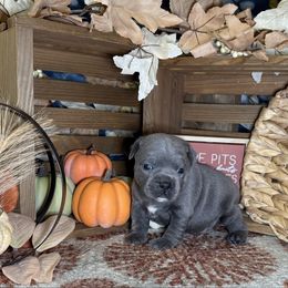 Male 1 - Blue male Staffordshire Bull Terrier puppy in Lakeland, Florida from Blueline Staffords
