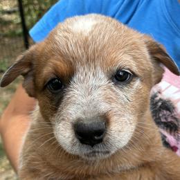 Female 01 - Red speckled female Australian Cattle Dog puppy in Sheridan, Oregon from 6pk Cattledogs