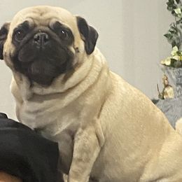 Elia - Pug
