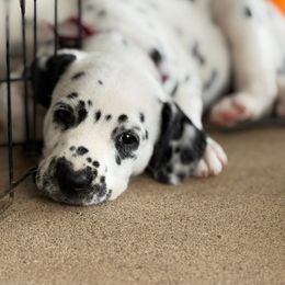Maroon collar female - White and black female Dalmatian puppy in Hawkins, Texas from Snow Dalmatians