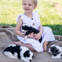 Bernedoodle Puppies from Sleepy Hollow Acres