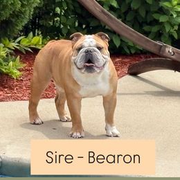Bearon - Bulldog