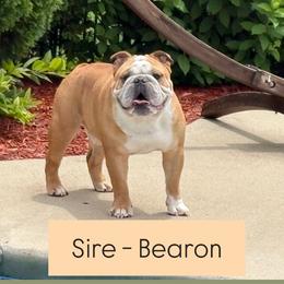 Bearon - Bulldog