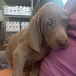 Belle - Silver gray female Weimaraner puppy in Spartanburg, South Carolina from Palmetto State Weimaraners