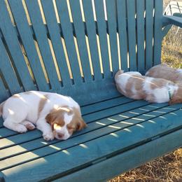 Brittany Puppies from Buster Pointe Brittanys