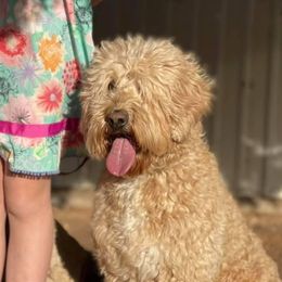 Wren - Australian Labradoodle