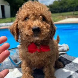 Red Bow - Apricot male Goldendoodle puppy in Germantown, Maryland from Honey Blossom Doodles
