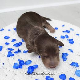 Stanley - Chocolate and cream male Dachshund puppy in Oklahoma City, Oklahoma from OkieDoxieland Dachshunds