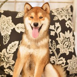 Mochii - Shiba Inu