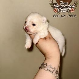 White female - White female Pomeranian puppy in Eagle Pass, Texas from Texas Tumbleweed Poms