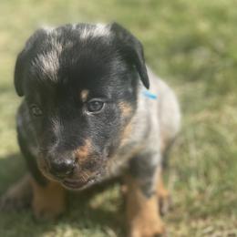 Beauceron and Doberman Pinscher Puppies from Elitehaus
