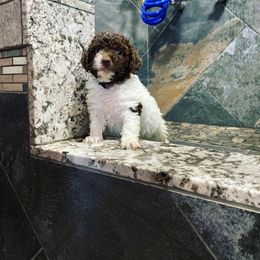 Lagotto Romagnolo Puppies from Anna’s Lagottos