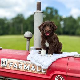 Oscar (Red Collar) - Chocolate male Goldendoodle puppy in Bell Buckle, Tennessee from Precious Puptown Doodles
