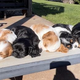 Cavalier King Charles Spaniel Puppies from Pam Comes
