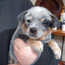 Eye patch - Blue male Australian Cattle Dog puppy in Lenoir, North Carolina from Blue Coyote Ranch
