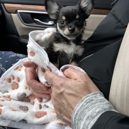 Chihuahua Puppies from My Fuzzy Chihuahuas