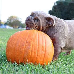 Charlie - Tricolors male French Bulldog puppy in Madison, Alabama from Moss Bulldog's Home