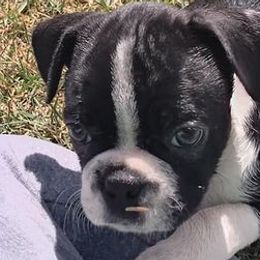 Boston Terriers from Crystal Carlisle's Boston Terriers