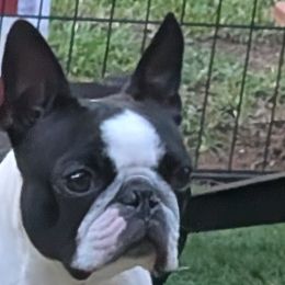 Boston Terriers from Whispering Willows