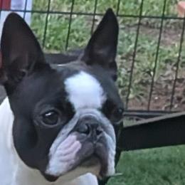Boston Terriers from Whispering Willows