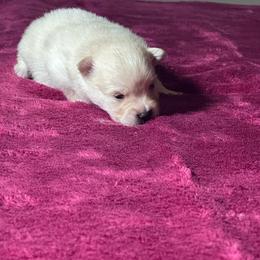Taylor - Cream male Pomeranian puppy in Kansas City, Missouri from S&K Pomeranians