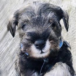 Miniature Schnauzer Puppies from MoonShadows Miniature Schnauzers
