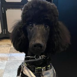 Lime Green Boy - Poodle puppy in Minnesota from Talisman Poodles