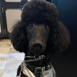Lime Green Boy - Poodle puppy in Minnesota from Talisman Poodles
