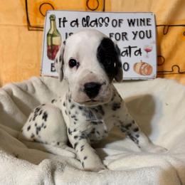 Pino - White and black male Dalmatian puppy in Claremore, Oklahoma from Lotsofdots Dalmatians