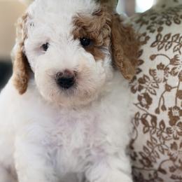 Fizzy - Parti male Goldendoodle puppy in Yuciapa, California from AlltheDoodlez_