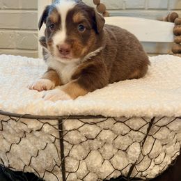 Miniature Australian Shepherd, Pembroke Welsh Corgi, and Toy Australian Shepherd Puppies from Spring Creek Aussies + Corgis