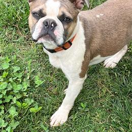 Boston Terrier puppies from SunnyValley Bostons