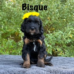 Monarch Bisque - Tri-color female Australian Labradoodle puppy in Rochester, Michigan from Monarch Labradoodles