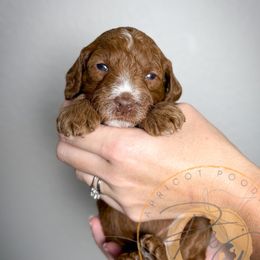 Marcia (maroon collar) - Red  female Goldendoodle puppy in Murrieta, California from Apricot Poodles & Goldendoodles, LLC