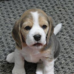 Beagle Puppies from Alpenglow Beagles