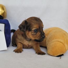 Companion Cross and Dachshund Puppies from Sweet Honey Bunn Hounds