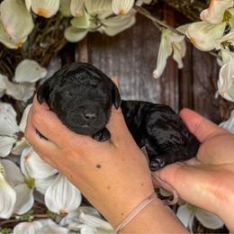 Lola - Black male Goldendoodle puppy in Enumclaw, Washington from Owen-a-Doodle