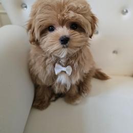 Bentley - Apricot male Maltipoo puppy in Washington from Mt.BakerPoodles&Doodles