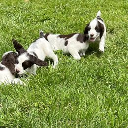 English Springer Spaniel and Shetland Sheepdog Puppies from 2 Hills Springers & Eiryk Shelties