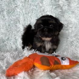 Boomer - Black and tan male Shih Tzu puppy in Shawnee, Oklahoma from Black Velvet Shih Tzu