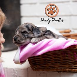 Goldendoodle Puppies from Dandy Doodles