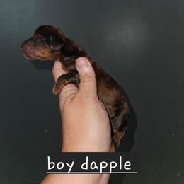 Boy 2 - Dapple male Dachshund puppy in Lansing, Michigan from Black Thunder 517 Dachshunds and frenchies