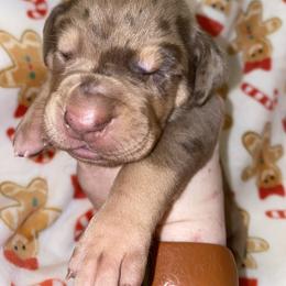Buddy - Merle male Great Dane puppy in Spartanburg, South Carolina from Pawlmetto Danes